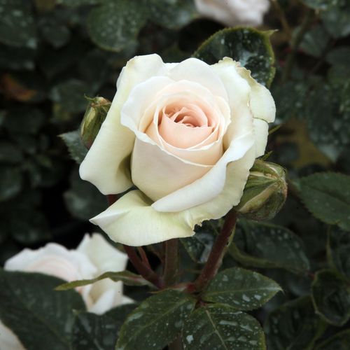 Rosa  Schwanensee® - biało - różowy - Róże pienne - z kwiatami hybrydowo herbacianymi - korona zwisająca